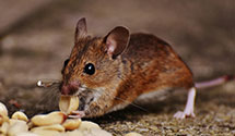 hospital-and-healthcare-facility-pest-management Experts in State Government